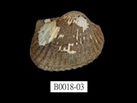 藏品(舵毛蚶)的圖片